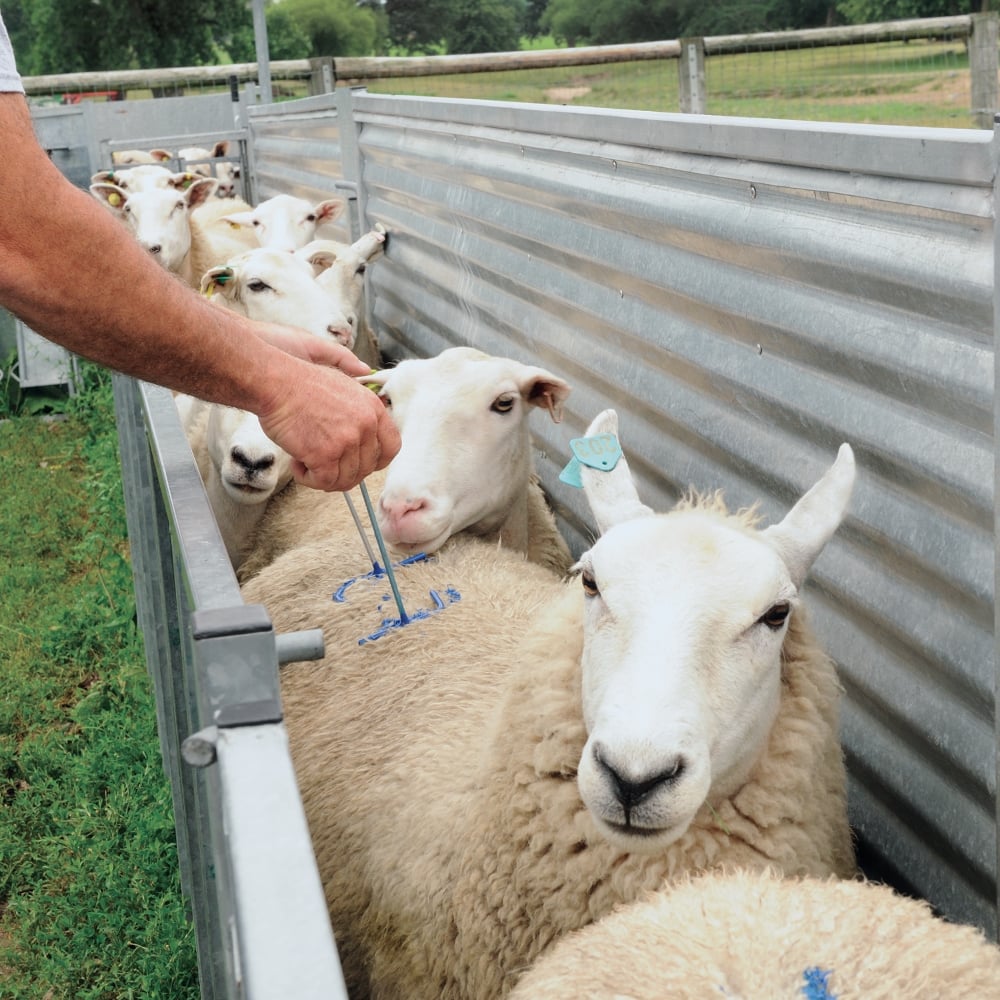 SI-RO Mark Sheep Branding Fluid - Black - 5 Litres